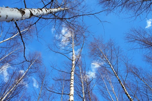 Birch trunks against a blue sky