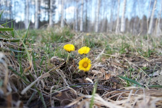 A yellow flower that comes up early on in the spring and is called Coltsfot