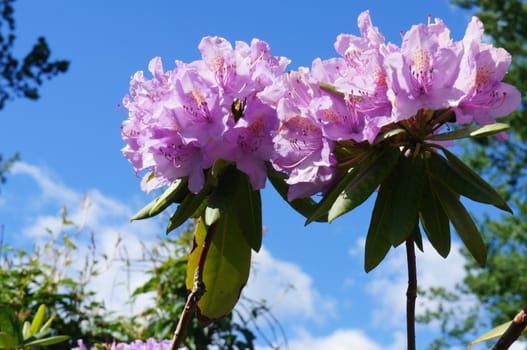 Rhododendron against a blue sky