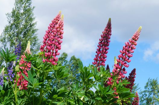 Lupines