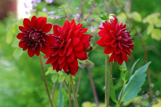 A flower named Dahlia