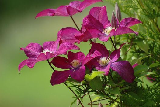 A twiner in a garden