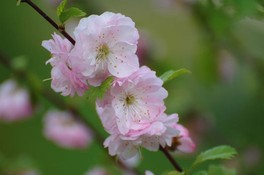 A tree that blossoms in spring