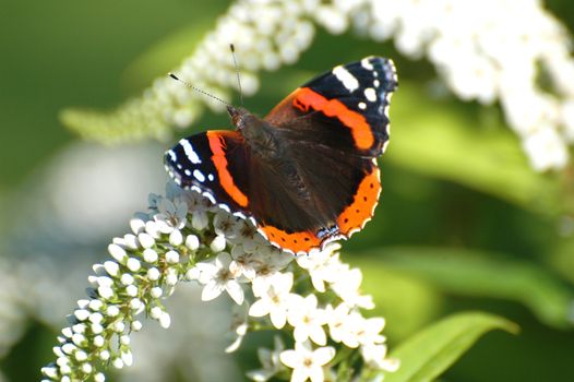 Red Admiral butterfly sitting on a white flower