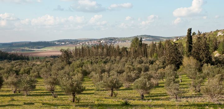 Panorama with rows of olive trees in the country. Spring. Israel.
