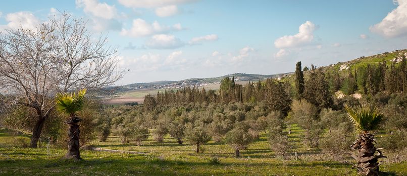 Panorama with rows of olive trees in the country. Spring. Israel.