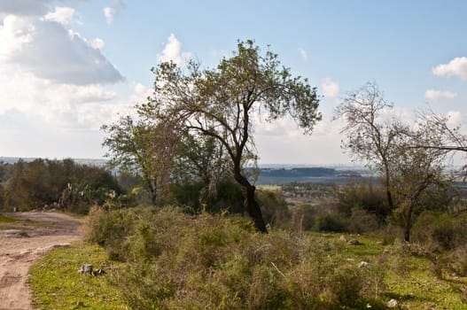 Spring landscape with trees. Israel.