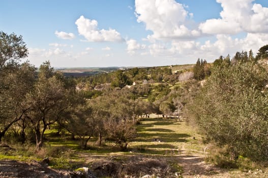 Spring landscape with trees. Israel.