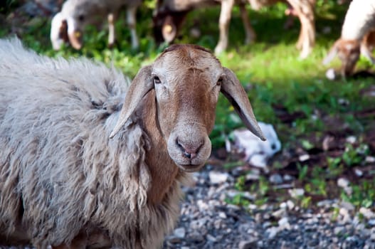 Sheep grazing in the forest .