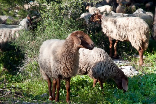 Sheep grazing in the forest .