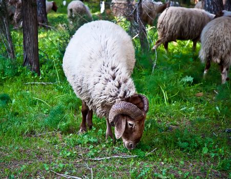 Ram  grazing in the forest .