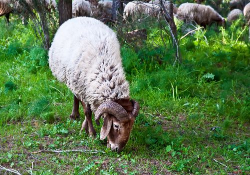 Ram  grazing in the forest .