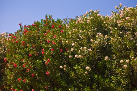 Flowering shrubs in park in Ramat Gan, Israel .