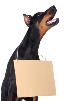 Doberman dog with clear cardboard isolated on white