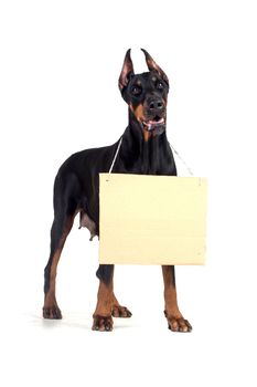 Doberman dog with clear cardboard isolated on white