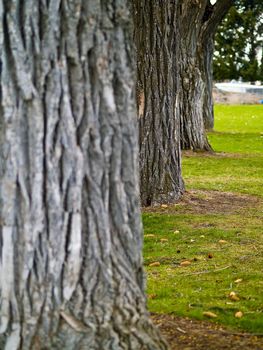 Trees Lined up on a Grassy Field