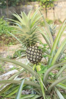 Fresh pineapple growing on plant