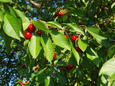 Bright Red Cherries Hanging from a Tree Ready to be Picked