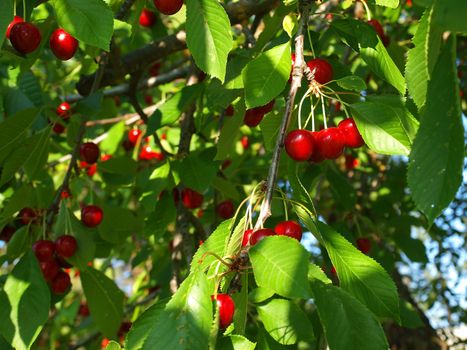 Bright Red Cherries Hanging from a Tree Ready to be Picked