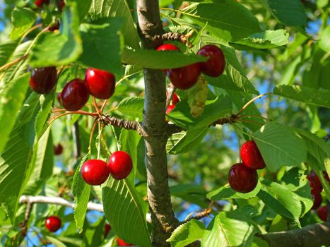 Bright Red Cherries Hanging from a Tree Ready to be Picked