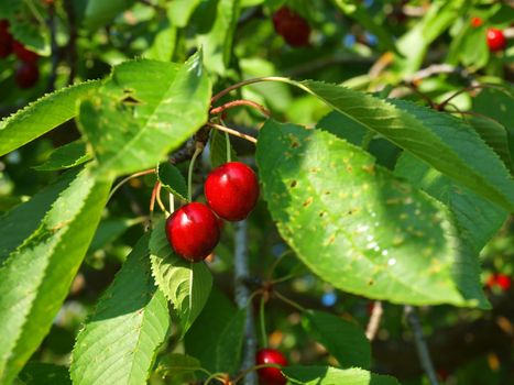 Bright Red Cherries Hanging from a Tree Ready to be Picked