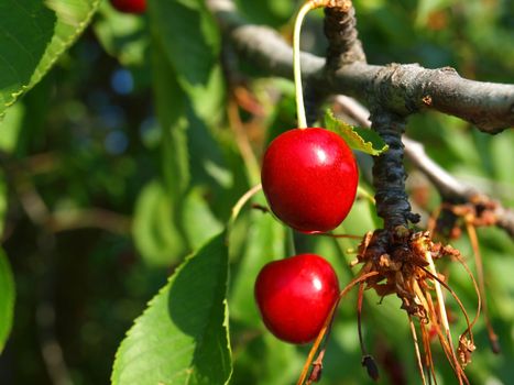 Bright Red Cherries Hanging from a Tree Ready to be Picked