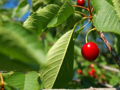 Bright Red Cherries Hanging from a Tree Ready to be Picked