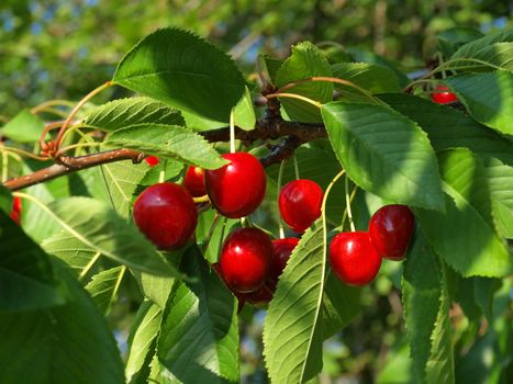 Bright Red Cherries Hanging from a Tree Ready to be Picked