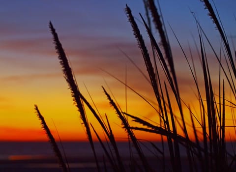 Golden Sunset at the Beach with Tall Grass in the Wind