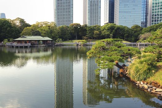 very famous Hamarikyu Zen garden  in Tokyo Japan; focus on pine tree