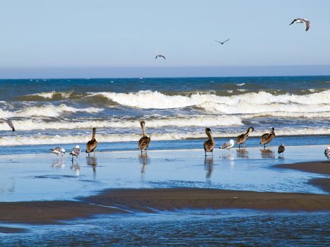 A Variety of Seabirds at the Seashore Featuring Pelicans