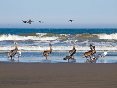 A Variety of Seabirds at the Seashore Featuring Pelicans