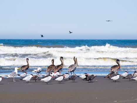 A Variety of Seabirds at the Seashore Featuring Pelicans