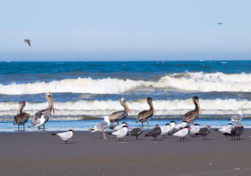 A Variety of Seabirds at the Seashore Featuring Pelicans