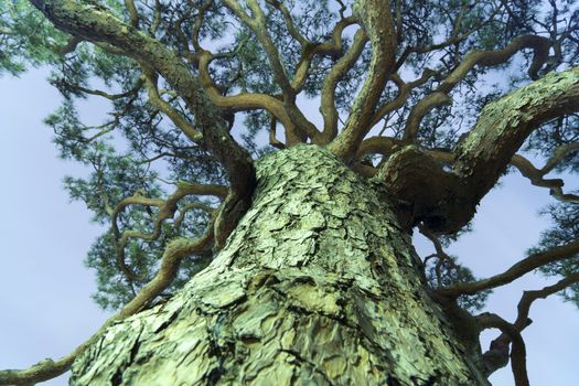 powerful giant pine  tree grow up to the sky by night; focus on foreground bark