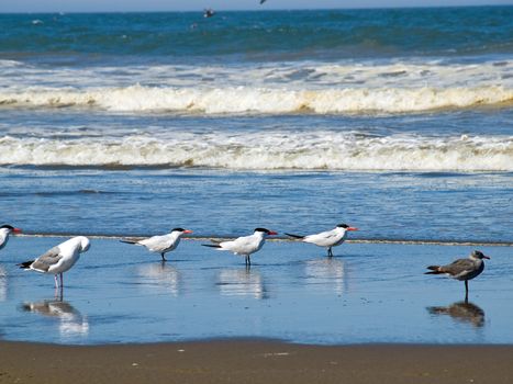 A Variety of Seabirds at the Seashore