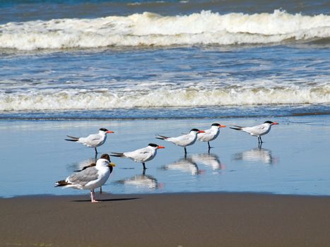 A Variety of Seabirds at the Seashore