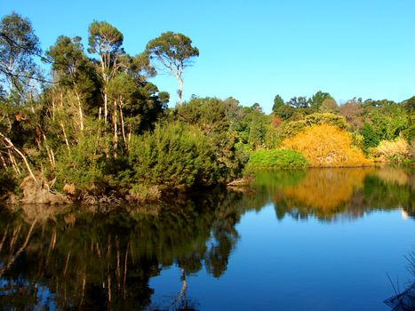 Lake in the Royal Botanic Gardens of Melbourne Australia.