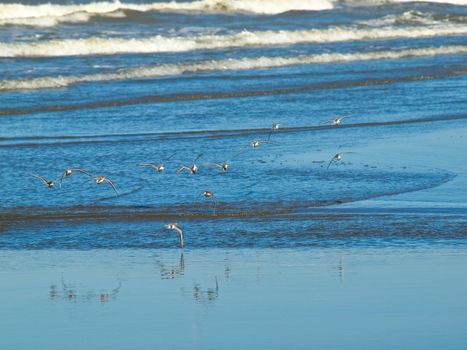 A Flock of Little Brown Seabirds at the Seashore