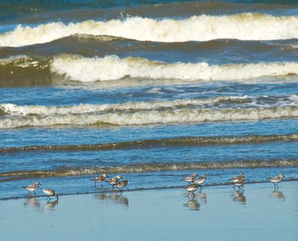 A Flock of Little Brown Seabirds at the Seashore