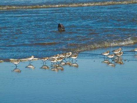 A Flock of Little Brown Seabirds at the Seashore