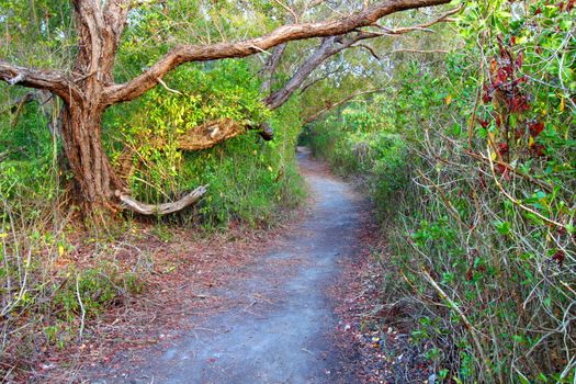 Coastal Prairie Trail and dense vegetation at Everglades National Park of Florida.