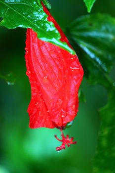 Bright red rainforest flower in the Toro Negro Rainforest Puerto Rico.