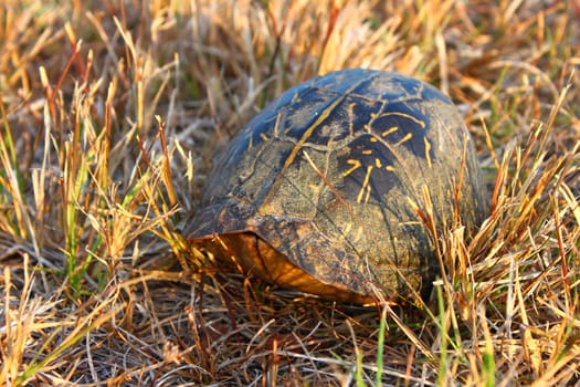 Florida box turtle (Terrapene carolina bauri) hides in its shell in the Everglades National Park.