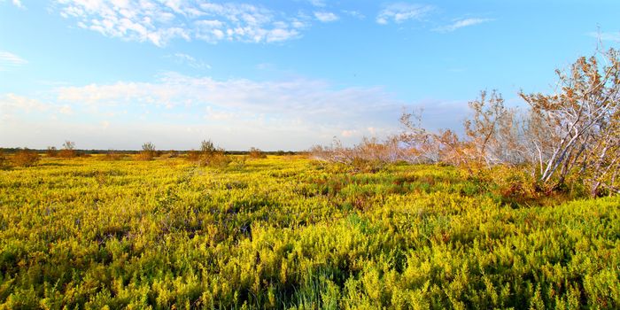 Coastal prairie of Everglades National Park dominated by saltwort (Batis Maritima)