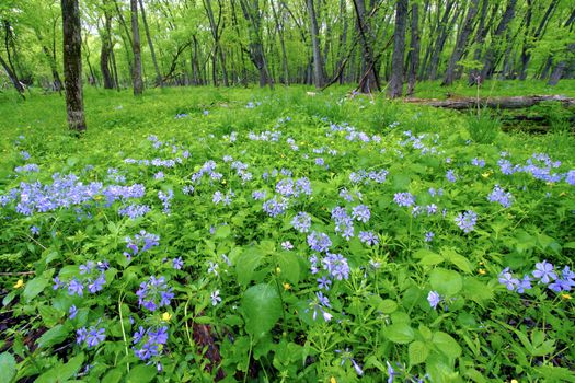 Beautiful spring wildflowers at Colored Sands Forest Preserve of northern Illinois.