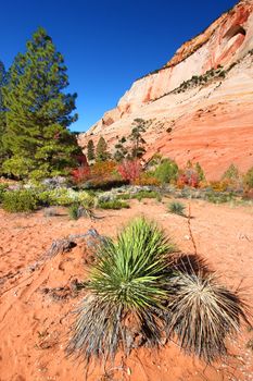 Vegetation amongst the beautiful geologic features of Zion National Park in Utah.