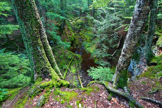 Moss covers the landscape at Little Union River Gorge of Porcupine Mountains Wilderness State Park in Michigan.