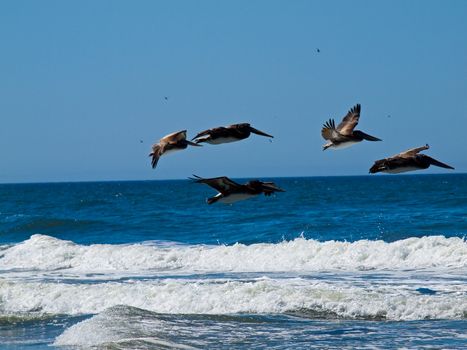 A Variety of Seabirds at the Seashore Featuring Pelicans