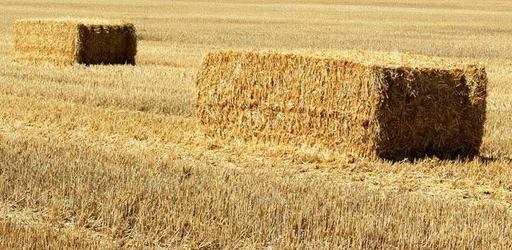 A bundle of straw in a field of wheat crop